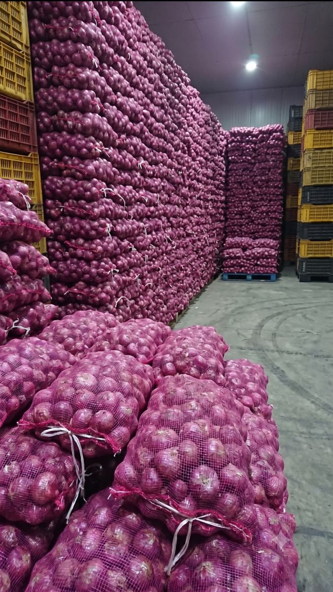 Fresh Red Onions — Graded 40-60mm / 60-80mm