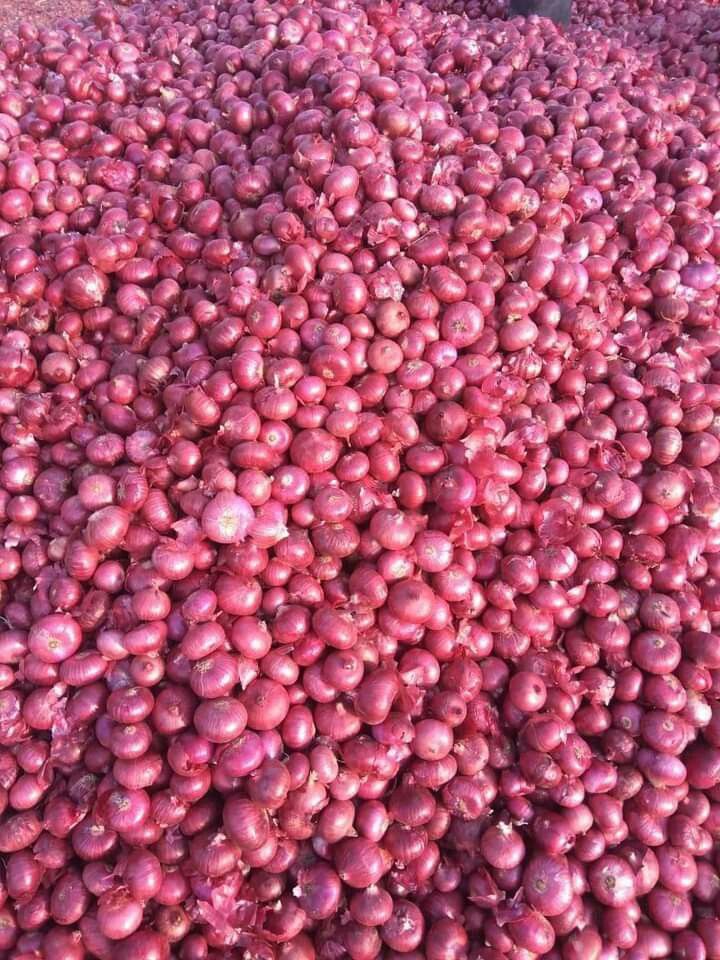 Fresh Onion